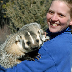 S_tauna_badger_web2 S_tauna_badger_web2